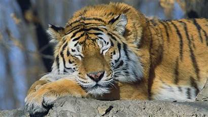 Tiger Siberian Wallpapers Tigers Animals Sleeping