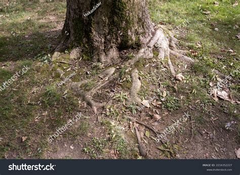 Exposed Tree Roots Visible Above Ground Stock Photo 2216352227