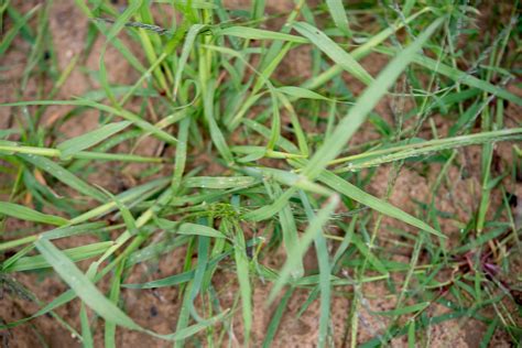 Cynodon Dactylon Bermuda Grass