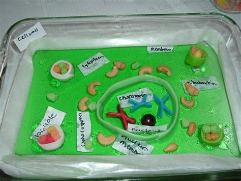 edible plant cell model | Plant cell, Plant cell model ...