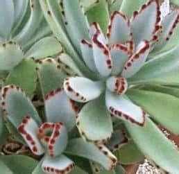 Common toxic plants include sago palms, lilies, azaleas and tulips. 9 Succulent Plants Toxic to Cats, Dogs, or Pets ...