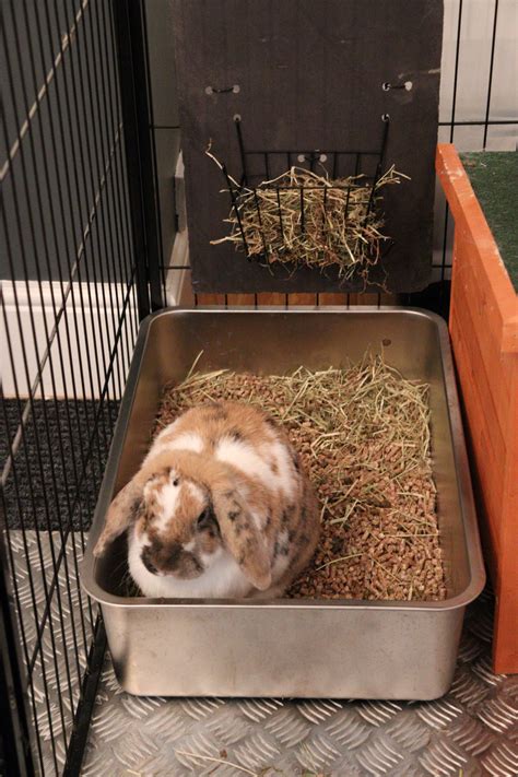 Best Rabbit Accessories Litter Tray Uk