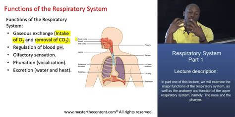 Mcat® The Respiratory System Part 1 Major Functions Of The