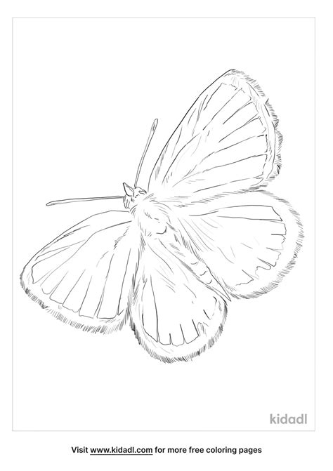 Free Giant Swallowtail Butterfly Coloring Page Coloring Page The Best