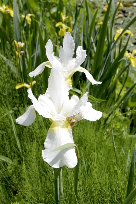 Iris Planter Et Diviser Ooreka