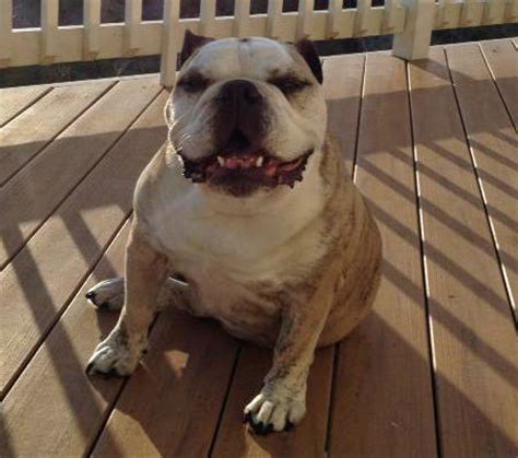 Bulldogs need a little daily grooming but not much. How to Feed a Malnourished Bulldog | Dog Care - Daily Puppy