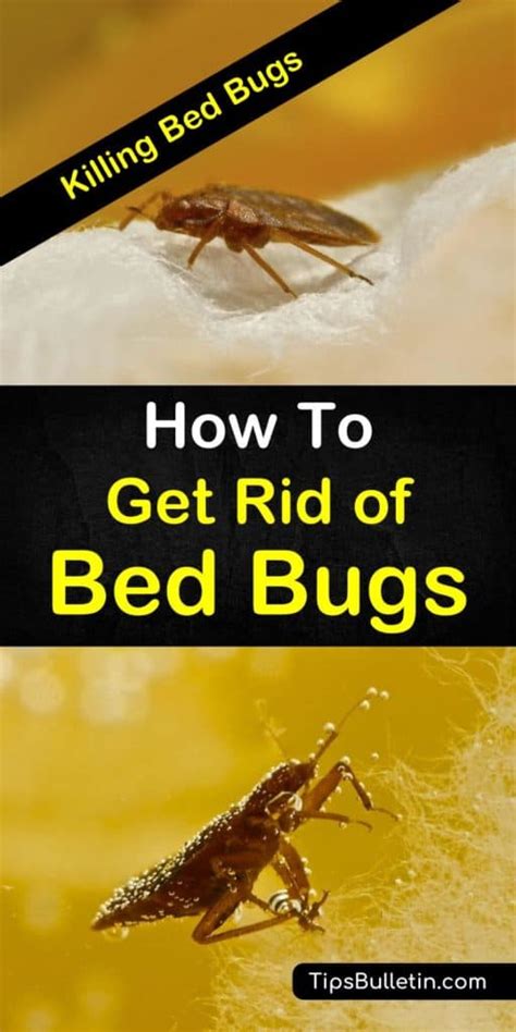22 Highly Effective Ways To Get Rid Of Bed Bugs