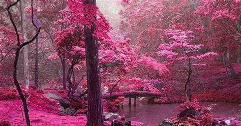 Showme Nan Pink Forest Ireland