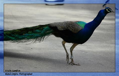 I don't know how people eat this stunning looking bird!! Pretty Peacocks