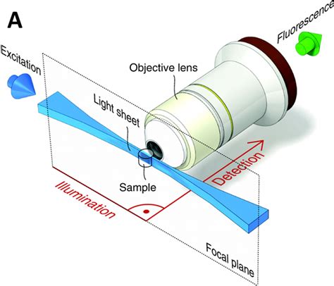 Introduction To Light Sheet Microscopy
