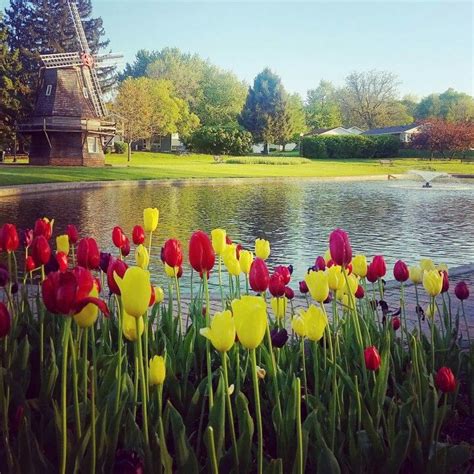 Joe daniel price getty images 13 of 18 Tulip Time Festival 2017 in Pella, Iowa. | Blooming ...
