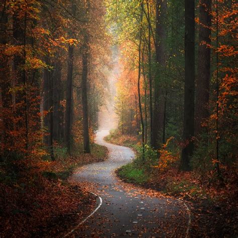 Forest Road In The Netherlands Rmostbeautiful