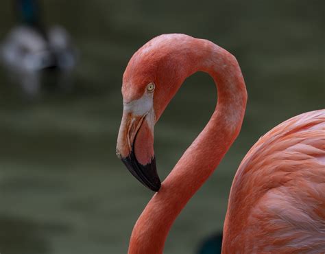 Flamingo Free Stock Photo Public Domain Pictures