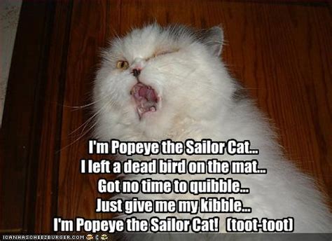 Maybe you would like to learn more about one of these? Funny Image Gallery: Collection of Funny Cat Pictures With ...