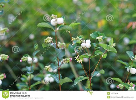 Snowberry Hedge With White Fruits Stock Photo Image Of Foliage Leaf