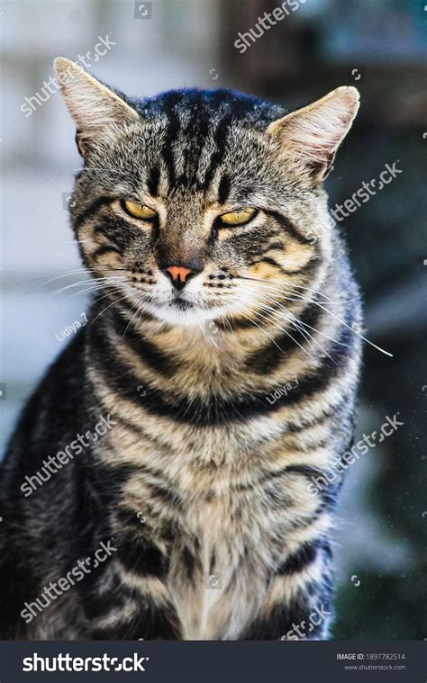 Photo Portrait Funny Tabby Cat Stock Photo 1897782514 Shutterstock