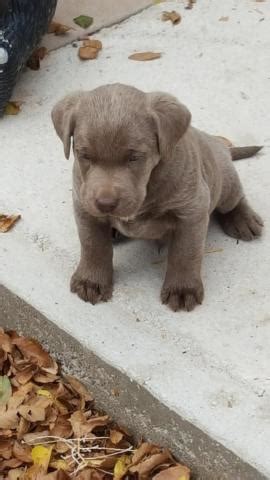 Why buy a border collie puppy for sale if you can adopt and save a life? Silver and Charcoal Lab Puppies for Sale in Penrose ...