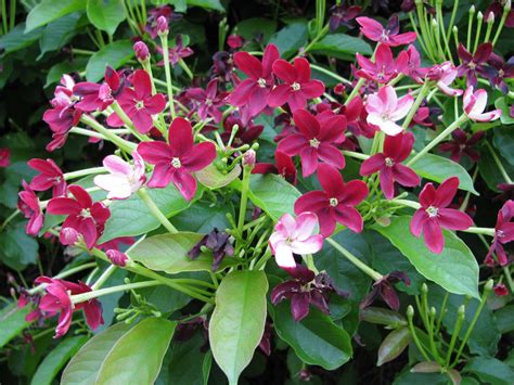 Tropical fruits are a diverse group indigenous to tropical locales and include mangoes, pineapples and even some types of apples. Pin on Florida Flowers and Orchids