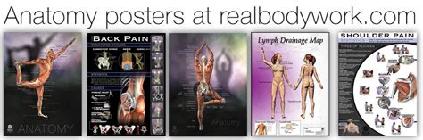 Anatomy Posters Real Bodywork