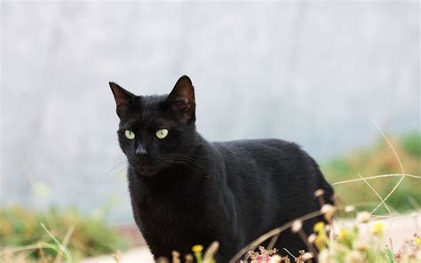 Black Cat Breeds Interesting Information From Experts