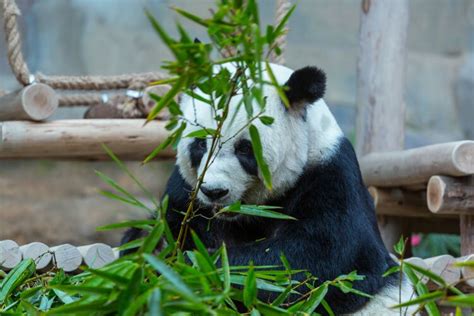 Habitat Of Giant Panda Where The Giant Pandas Live