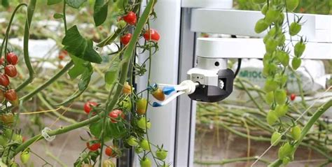 Root Ai Unveils A Tomato Picking Robot That Is More Efficient And
