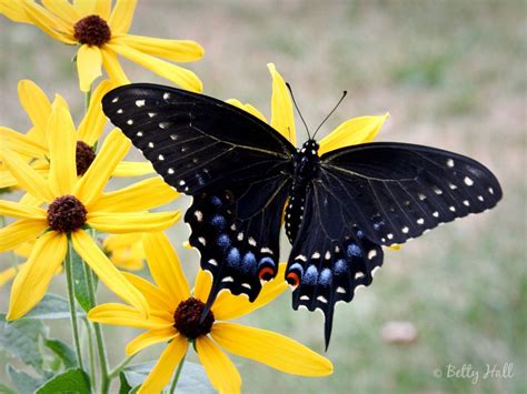 Pipevine Swallowtail Butterfly Wallpapers Wallpaper Cave