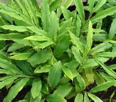 Maybe you would like to learn more about one of these? Anim Agro Technology: BUAH PELAGA
