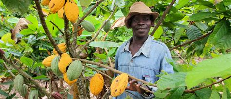 Helping Cocoa Farmers Thrive
