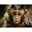 Funny Monkeys Wallpapers High Quality  Download Free