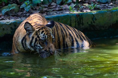 Zoo negara) is a zoo in malaysia located on 110 acres (45 ha) of land in ulu klang, gombak district, selangor, malaysia. Tiger (Panthera tigris) - Zoo Negara, Kuala Lumpur, Malays ...