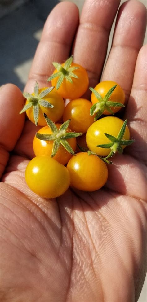 Orange Hat Tomato Seeds Micro Dwarf Etsy