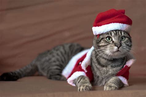 Cats Cat Christmas Costume Pet Santa Hat Hd Wallpaper Peakpx