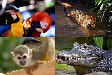 Fauna Y Flora De Colombia Region Amazónica