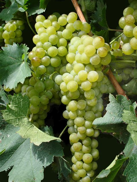 Filegreen Grapes For Poster Wikimedia Commons