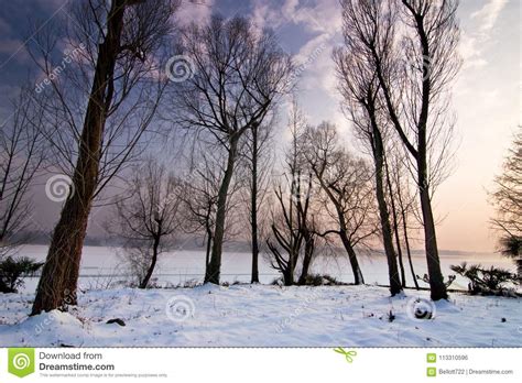 Trees In A Snowy Park By The Lake On A Winter Stock Photo Image Of
