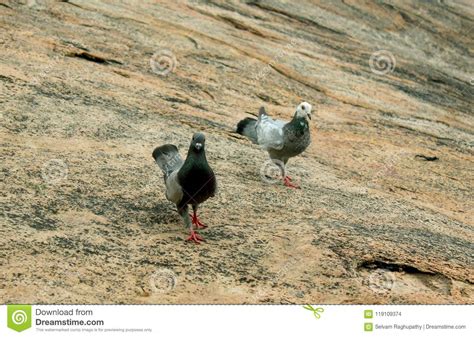 A Pair Of The Grey Doves Walks On The Rocks Stock Photo Image Of