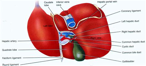The liver is one of the most important organs in the human body. Liver structure Diagram