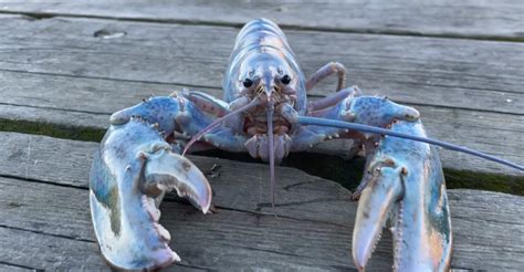 Ultra Rare Cotton Candy Lobster Caught In Maine ‘1 In 100 Million