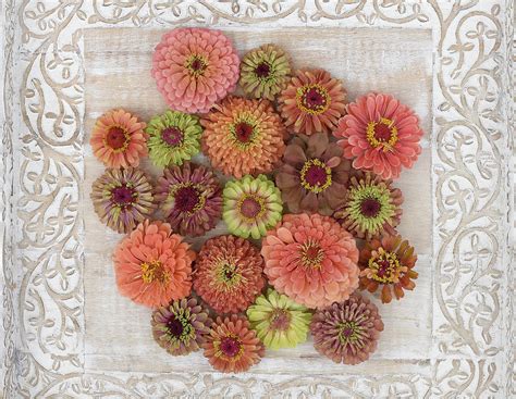 Queen Lime Mix Zinnia Flowers Photograph By Katy Rowe Fine Art America