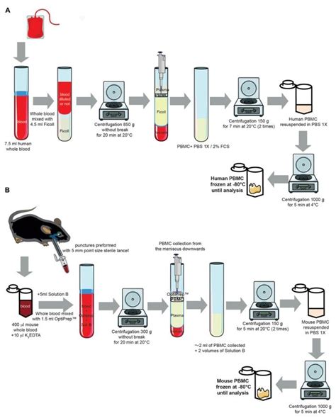 Experimental Protocol For Isolating Human And Mouse Peripheral Blood