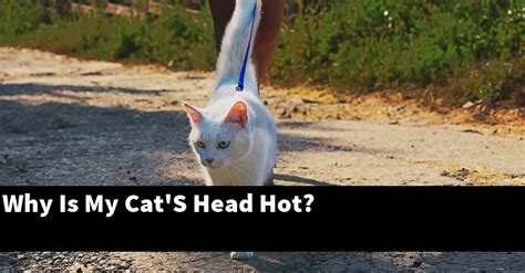 Why Is My Cats Head Hot Catstopics