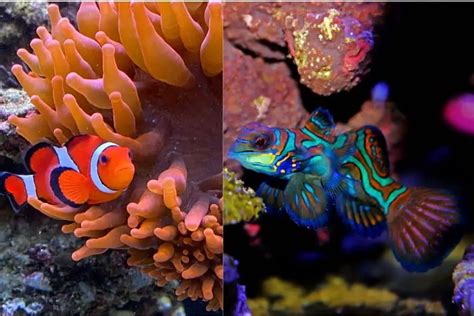 Can Mandarin Goby And Clownfish Live In The Same Tank 8 Fun Facts