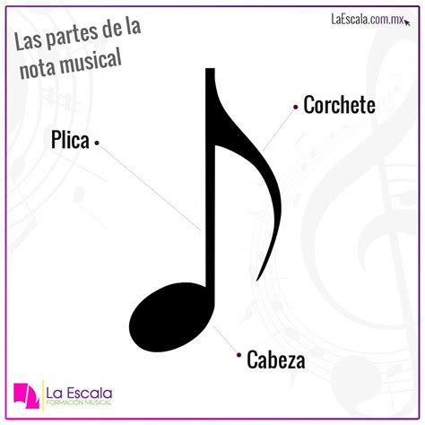 Las Partes De La Nota Musical Notas Musicales Musical Enseñanza Musical