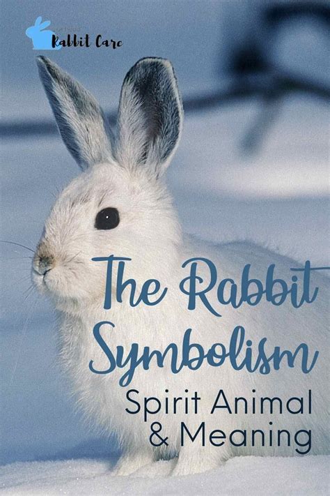 Rabbit Totem Rabbit Run Wild Rabbit Rabbit Care Rabbit Symbolism