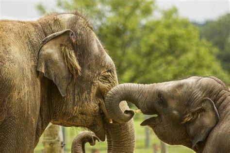 ¿cómo Se Comunican Los Elefantes