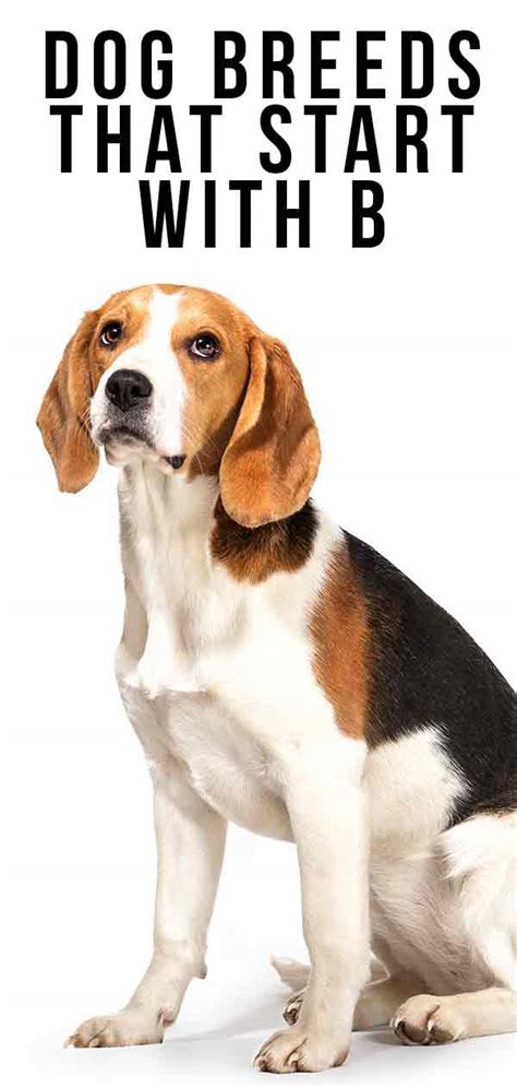 Dog Breeds That Start With B Find Out More About Every B Breed