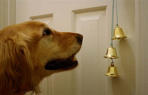 With positive reinforcement, your pet will begin to recognize when they are showing good. Dog Bells - Potty Training Bells | Bell Outlet