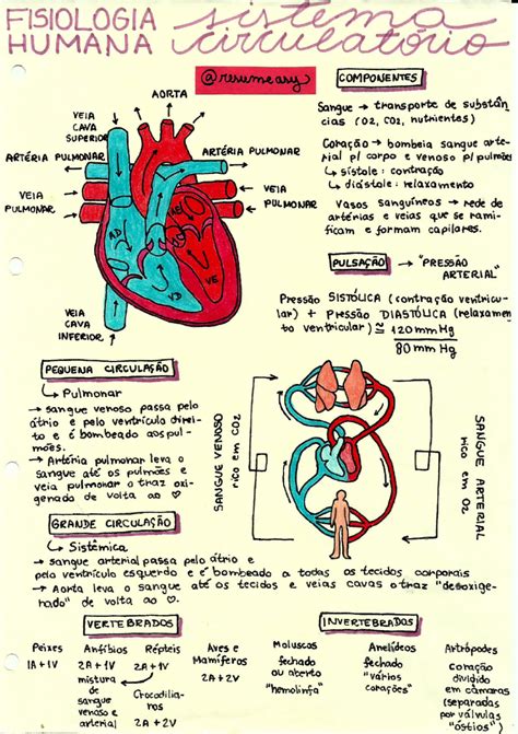 Sistema Circulatório Ou Cardiovascular Resumos E Mapas Mentais