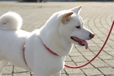 White Shiba Inu Images And Pictures Becuo